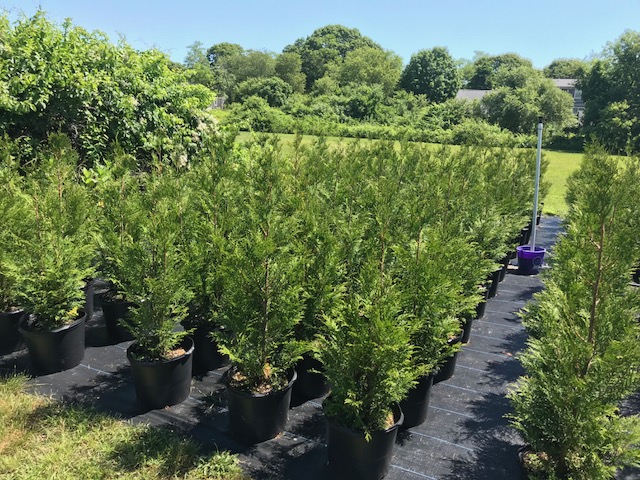 American Pillar Arborviate